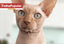 Assembleia de Minas volta a avaliar projeto que proíbe tatuagens em animais de estimação