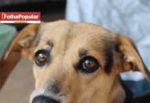 Barão de Cocais realiza neste fim de semana mutirão de castração e microchipagem de cães e gatos