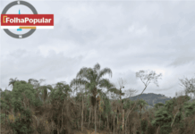 Denúncia anônima aponta possível crime ambiental em Ipoema e pede ação do MP