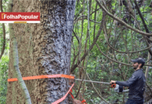 Estudo revela segredo de gigantes centenárias na Fazenda Macedônia